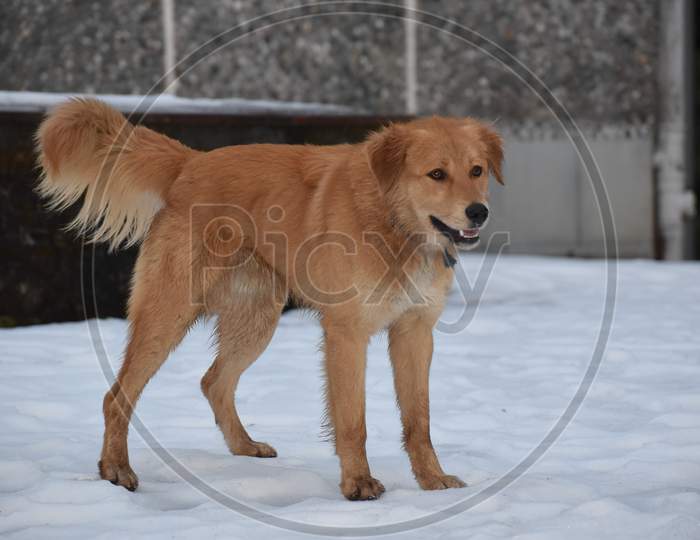 Beautiful Picture Of Brown Dog And White Snow