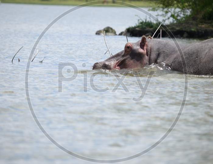 Hippo Sneaking in the Lake