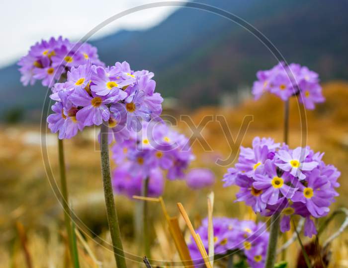 the purple flower