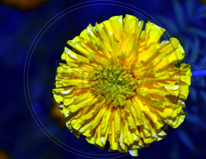 Beautiful Closeup Of Yellow Marigold Flower
