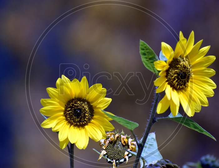 Beautiful Two Sunflowers In Garden