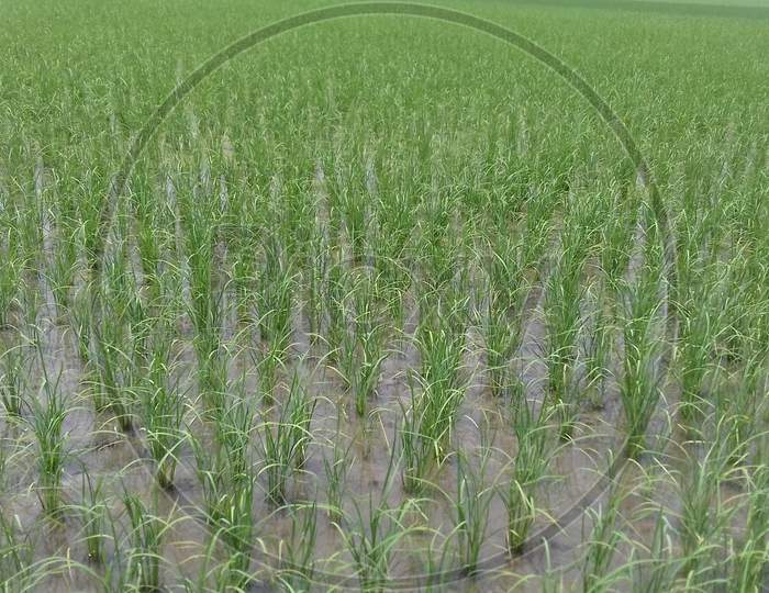 Rice Farms growing - image