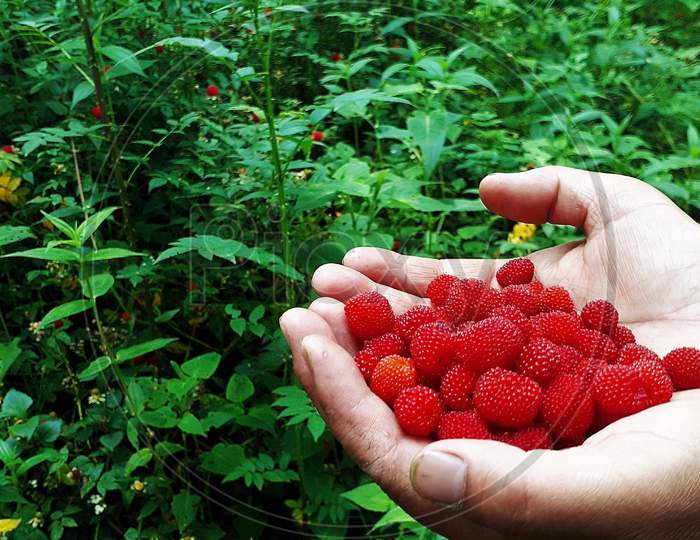 wild berries fruits