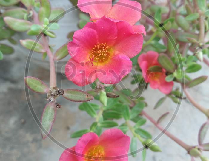 Portulaca Grandiflora Or Moss Rose Flowers – Delhi,India.