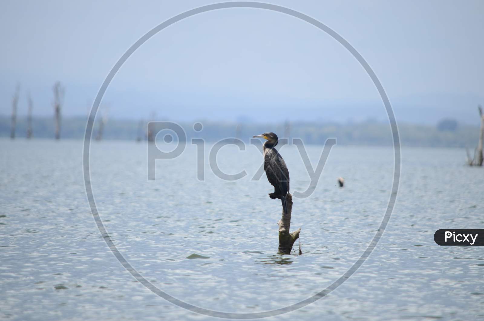 White Breasted Cormorant captured live