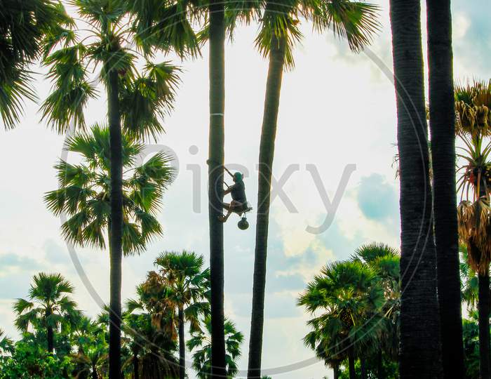 Toddy collector climbing palm tree for toddy