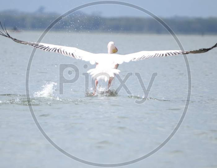 Great White Pelican in the Wild
