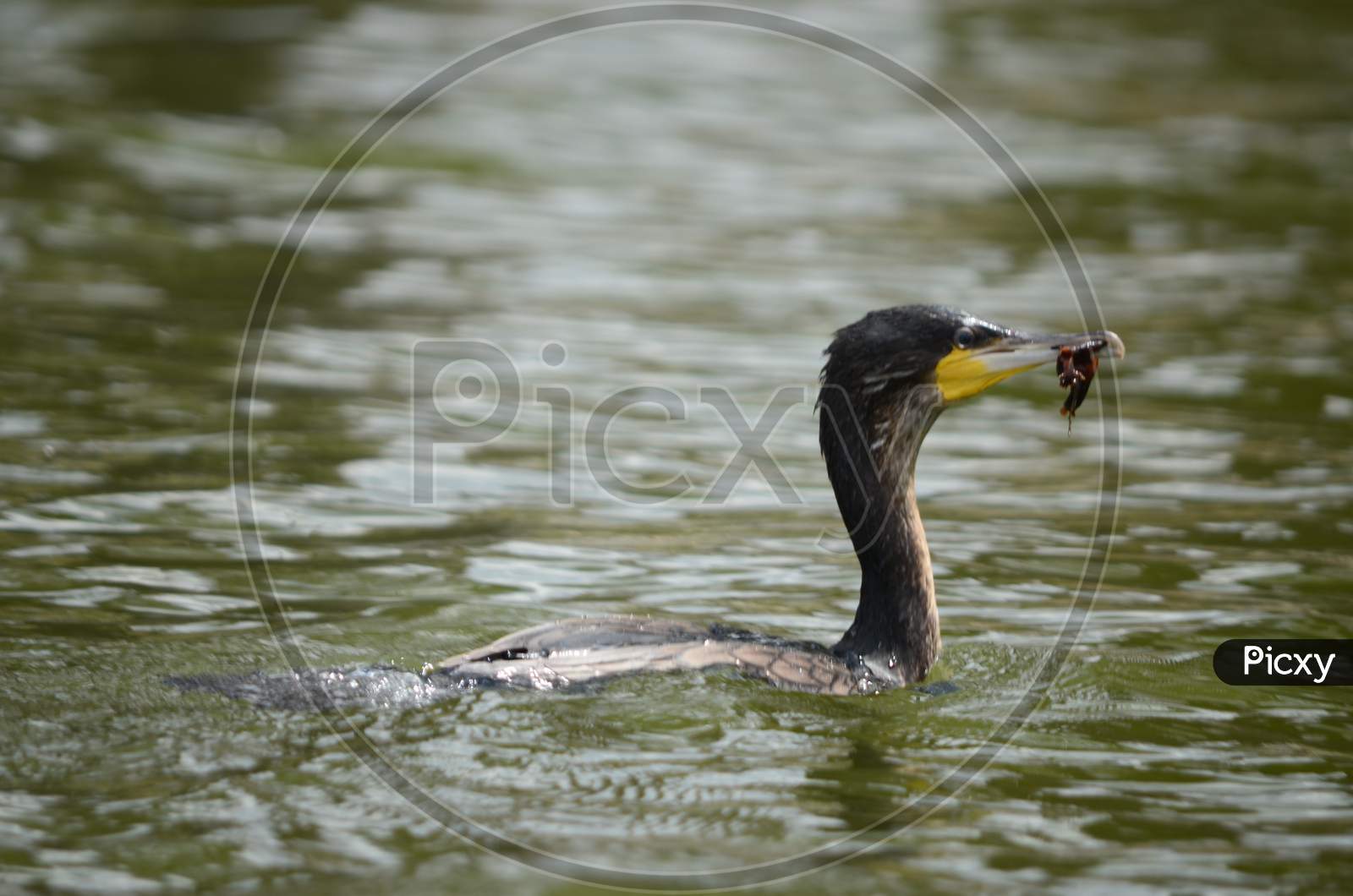 White Breasted Cormorant with Worm