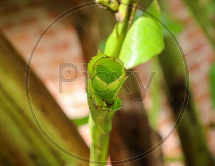 Banana leaf bud growing