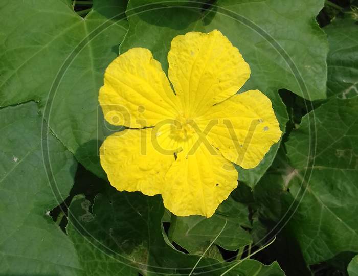 Yellow flower of Scarlet Gourd -image