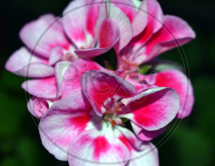 Beautiful Pink Geranium Flower In Garden