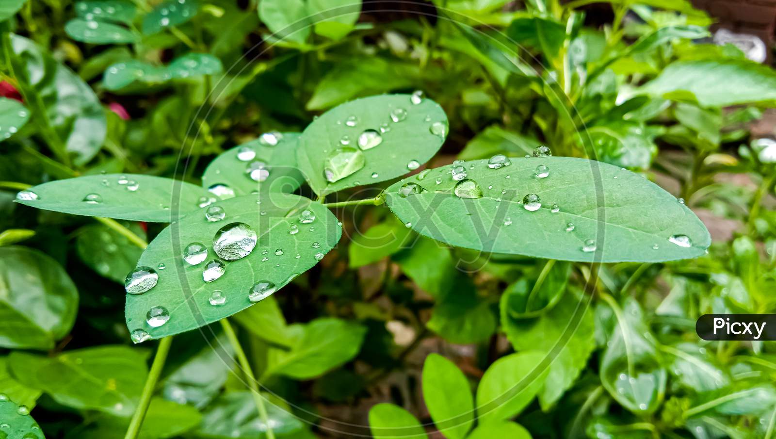 An  Asian pigeon wings ( blue pea ) plant in a garden and water droplets on it's leaves.