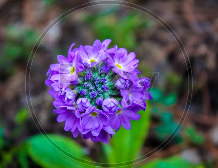 purple colored flower
