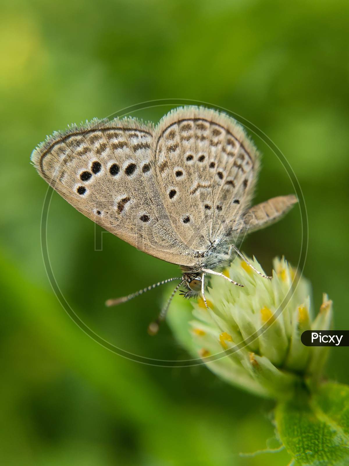 Macro shot of butterfly
