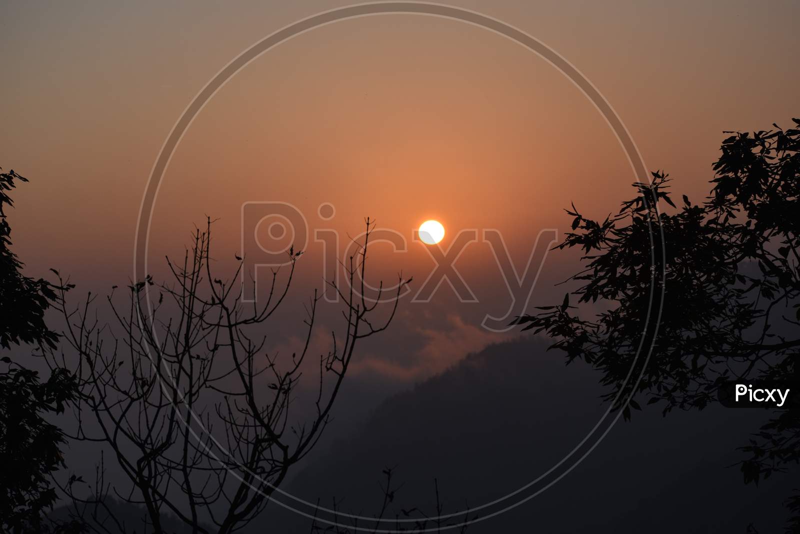 Beautiful Tree And Sunset In Nainital Uttarakhand