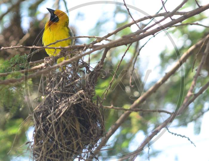 The Yellow Weaver Bird