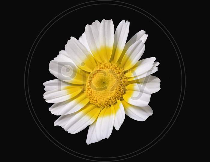 View Of Single Chamomile Flower With Yellow In The Middle Over Black Back Ground In Landscape Orientation