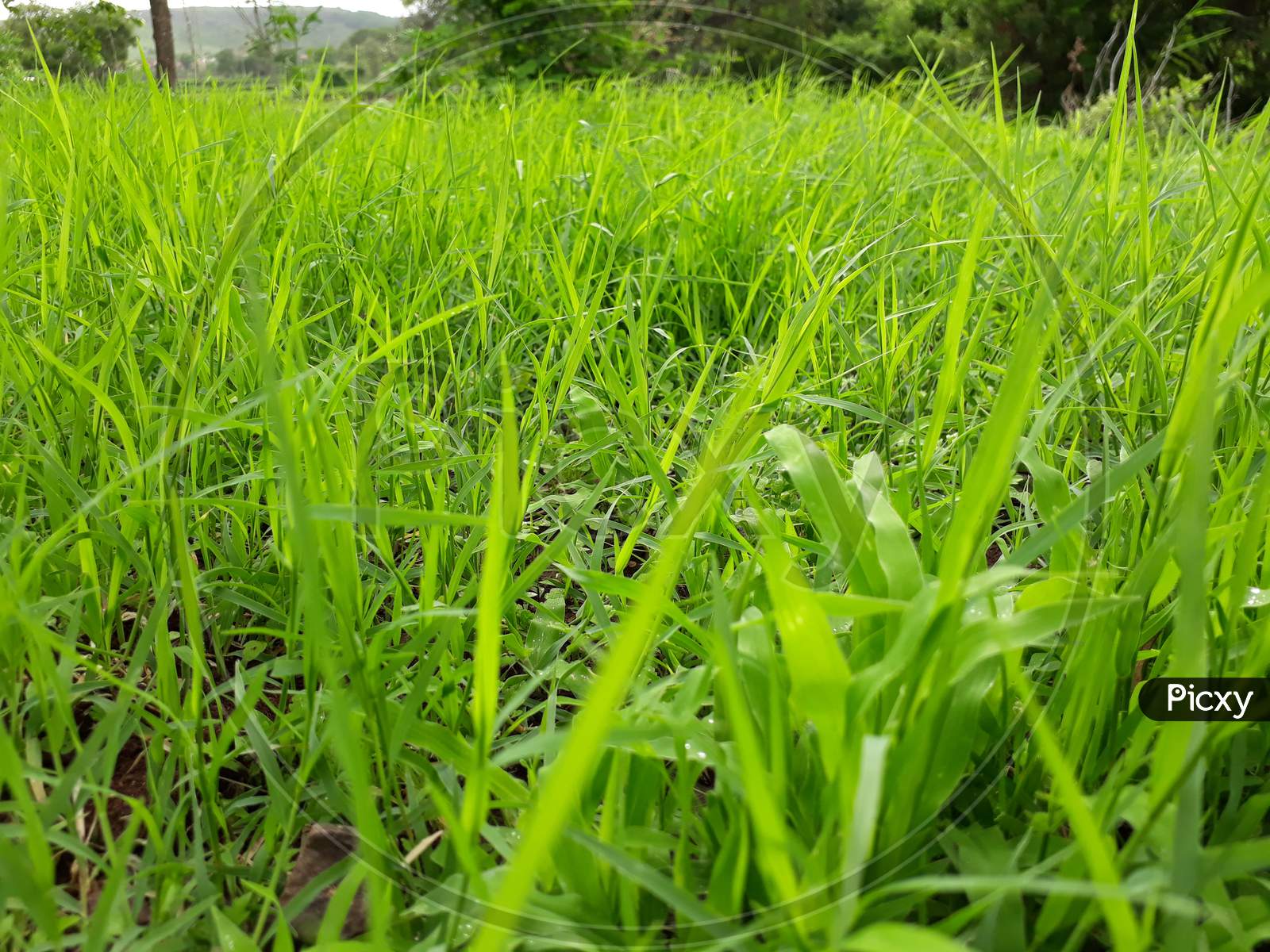 Close up of fresh thick green grass background