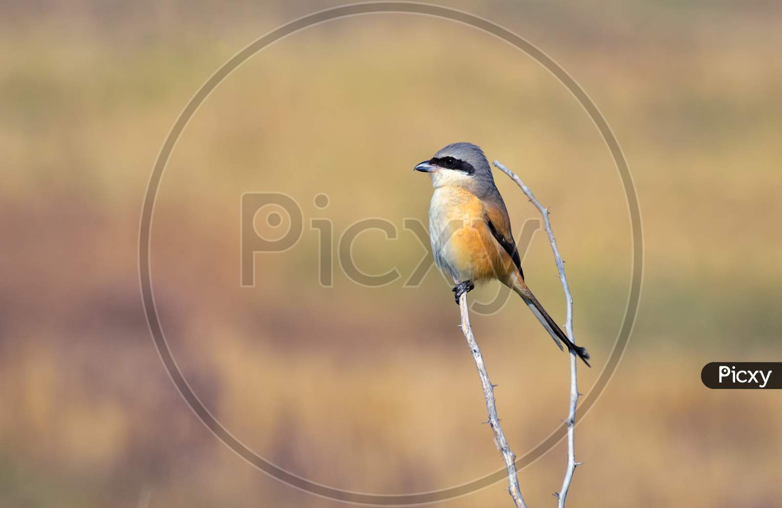 Long-Tailed Shrike Perched On Dry Branch