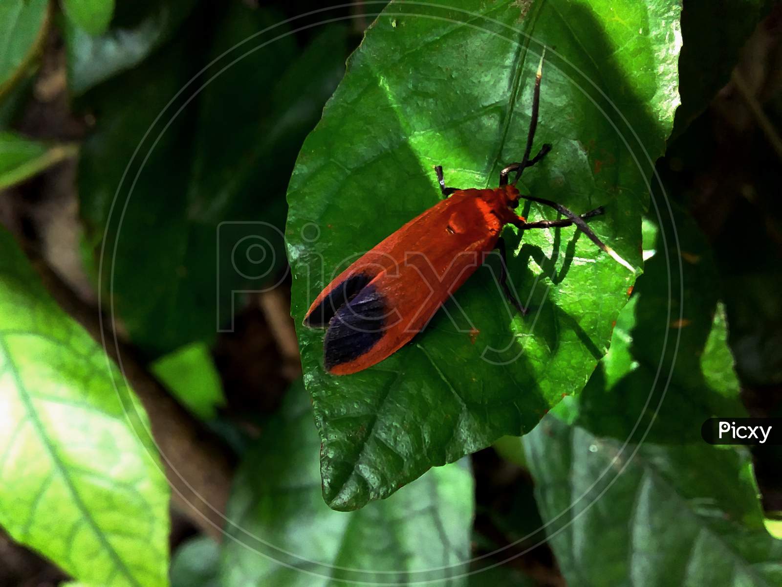 red bug on green leaf