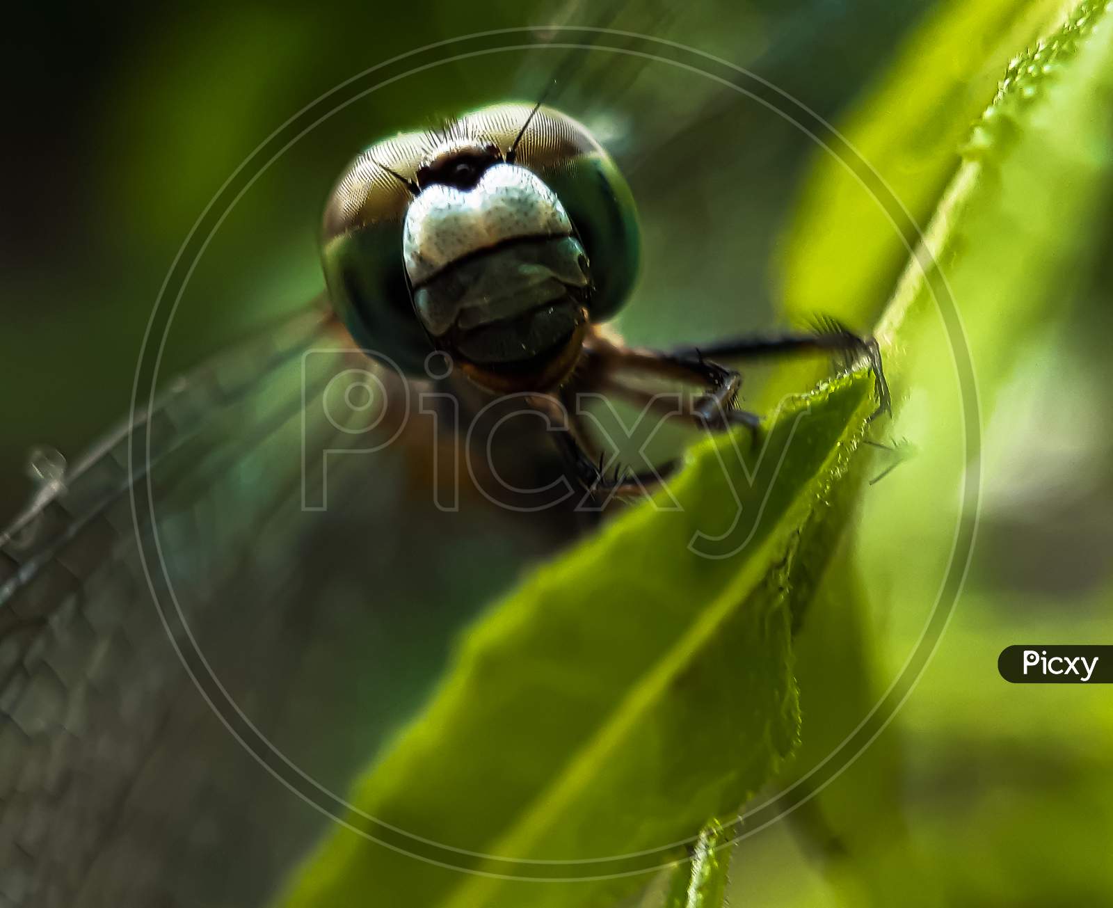 Dragon Fly Siting On The Green Leaves And Green Background In The Garden.