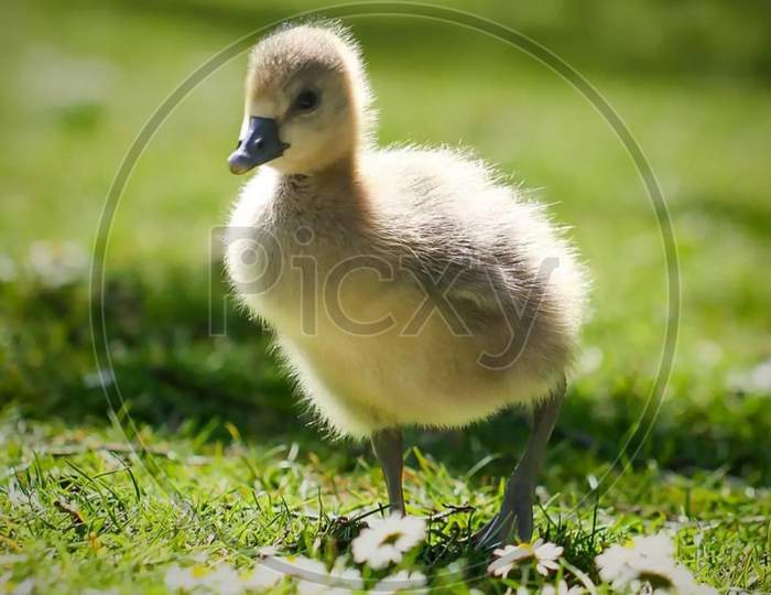 Baby duck