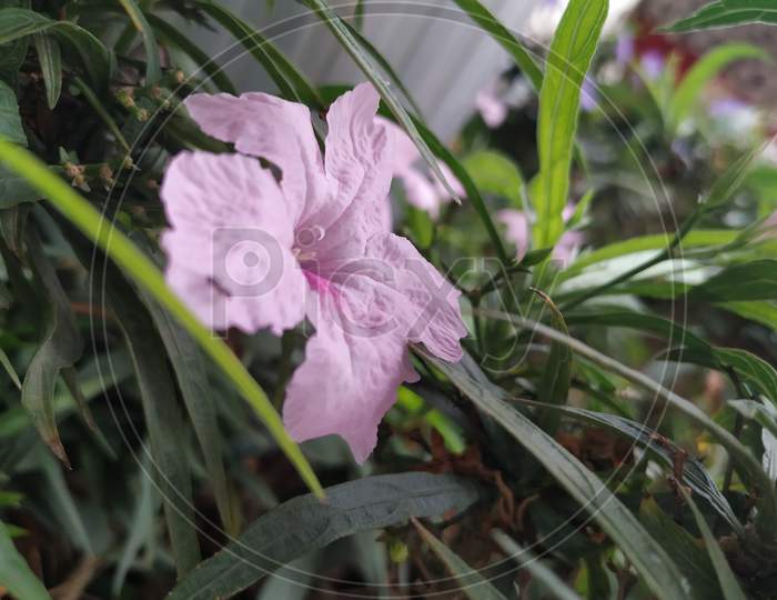 Purple garden flower