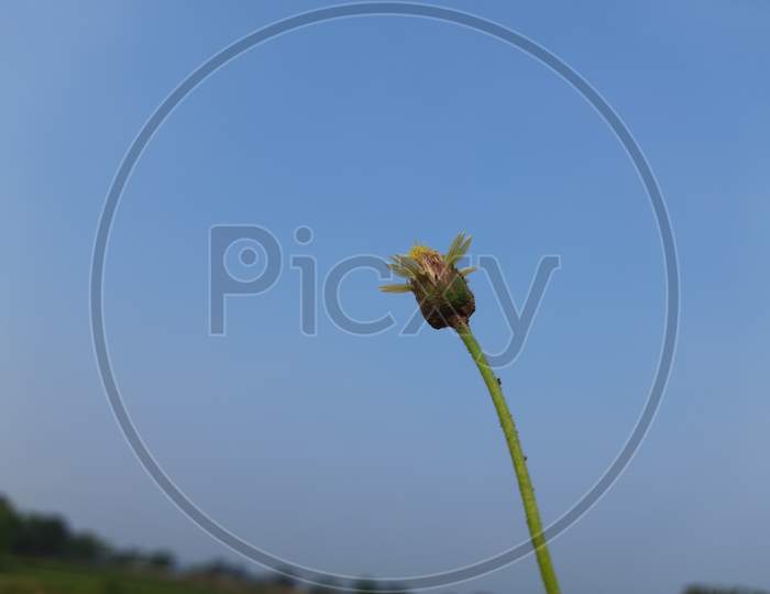 Tridax procumbens flower in Blue sky background.