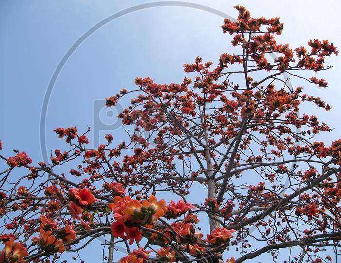 Common Bombax，Cotton Tree，Silk-cotton Tree、Malabar Bombox