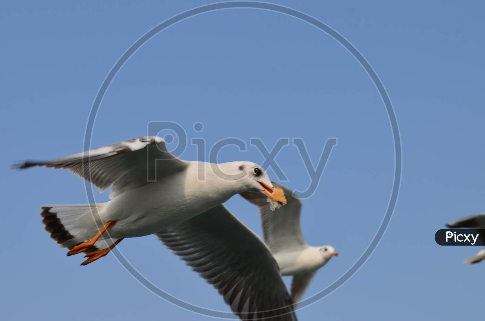Seagull in Action