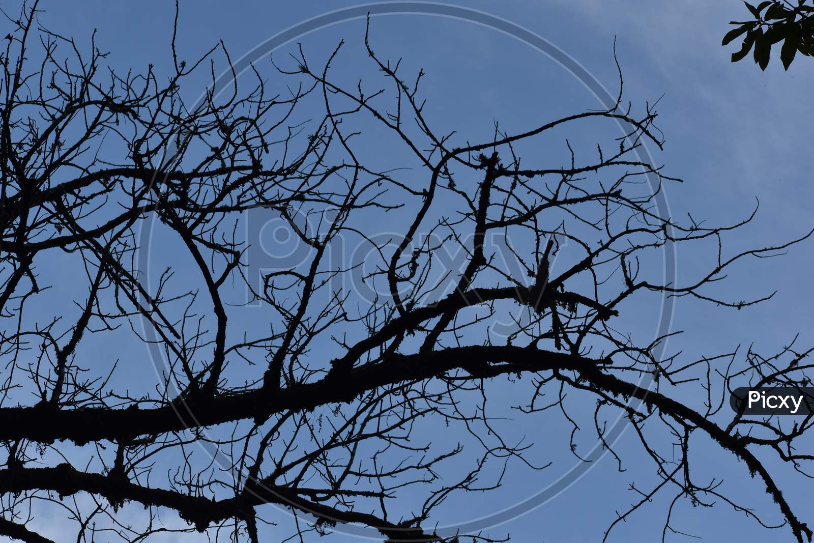 Old Tree Branch And Blue Sky
