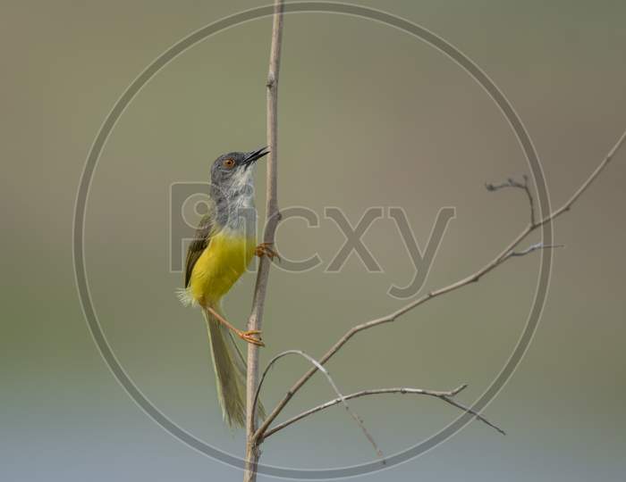 A Wild Bird Moving Branch To Branch At Grassland In The Morning Time .