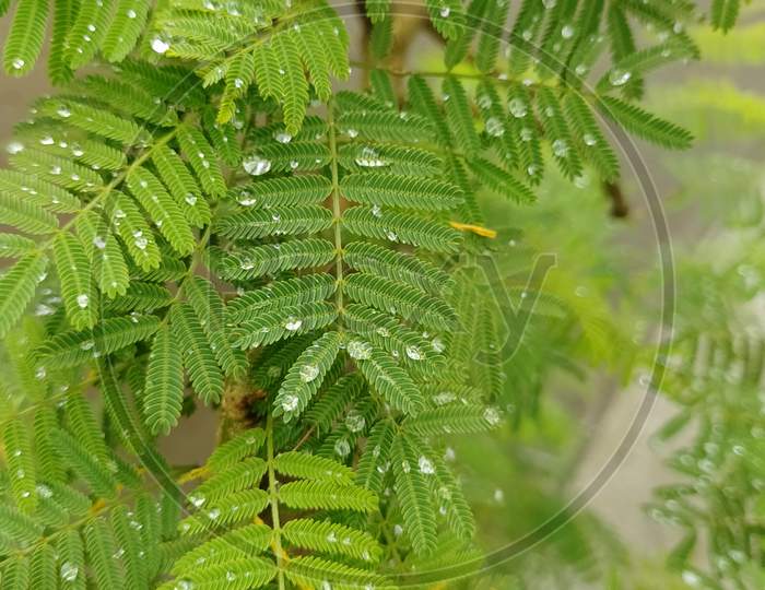 Shami plants and its leaves and water droplets on it. Nice green coloured leaves. Twigs looking very cute in the garden.It is also worshipped by Hindus. It is very sacred plant.