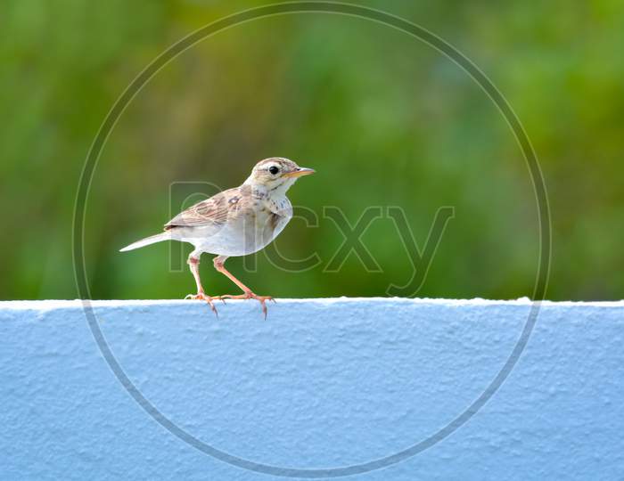 Paddyfield Pipit Stting On White Wall