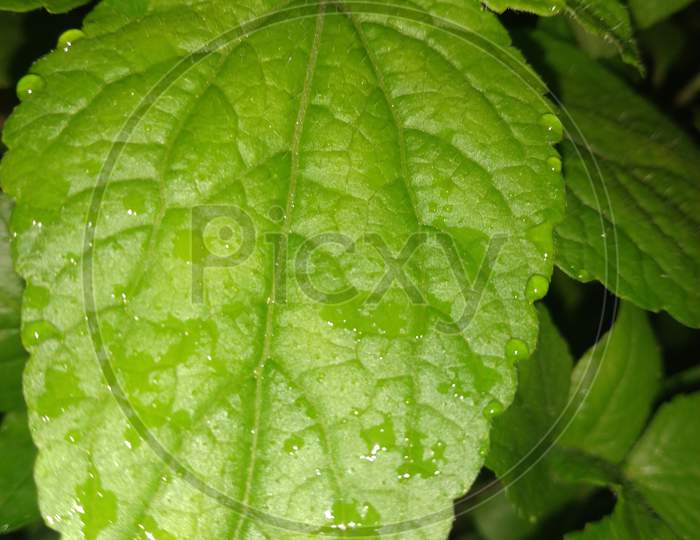 Potrait photography of green leaf