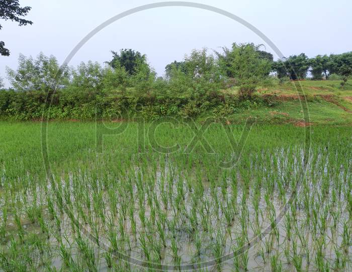 Paddy field  the rain season in India.