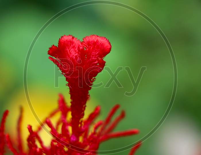 Red Color Celosia Flower Or Woolf Flowers, Ornamental Plants