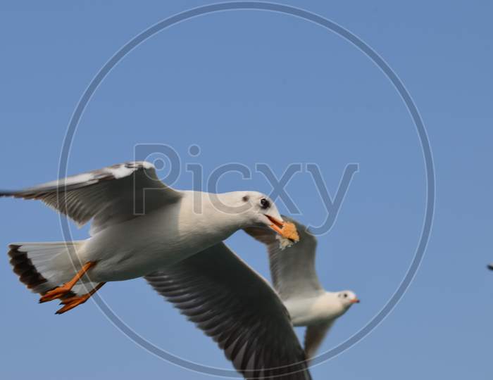 Seagull in Action