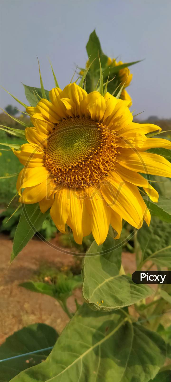 Sunflower natural background, Sunflower blooming, Sunflower oil improves skin health and promote cell regeneration, India