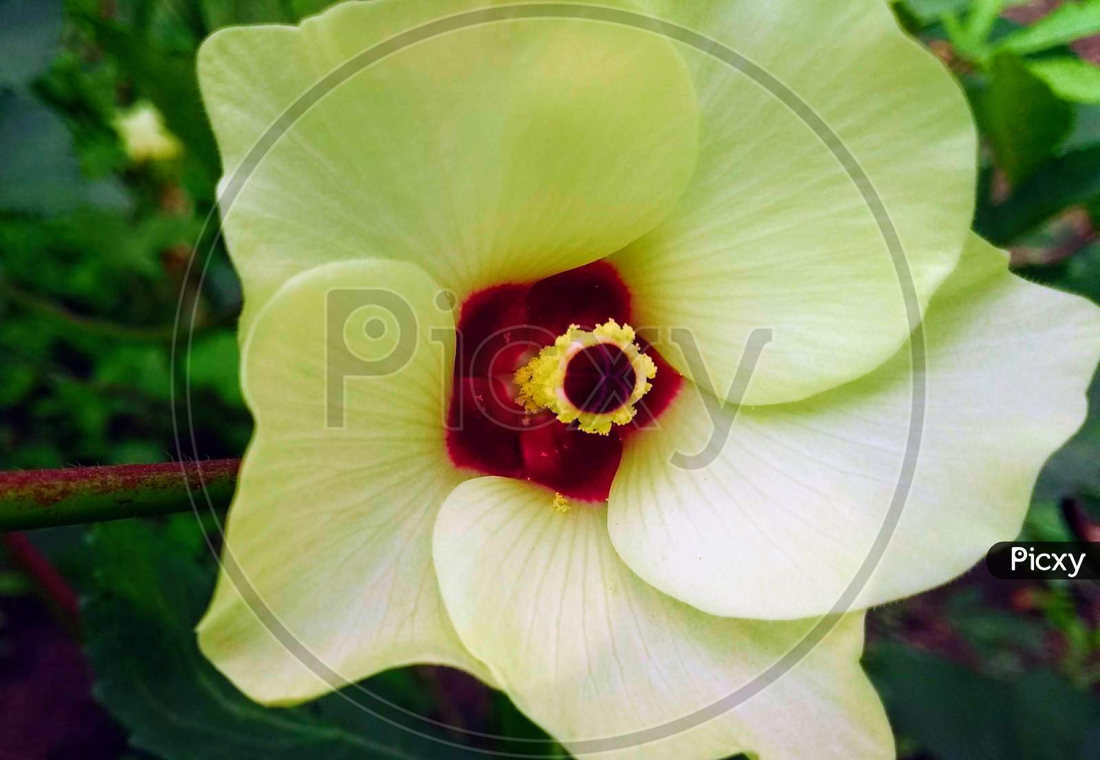 Natural colour Okra flower