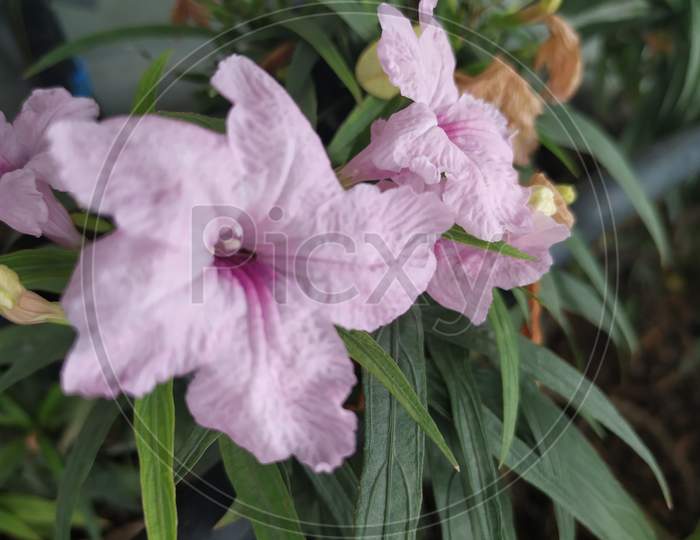 Purple garden flower