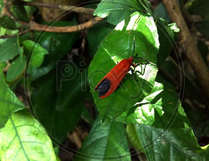 red beetle on a leaf
