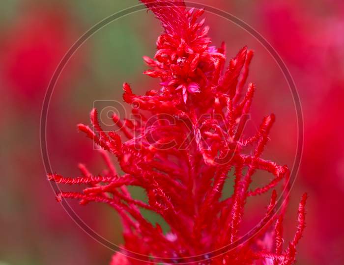 Red Color Celosia Flower Or Woolf Flowers, Ornamental Plants