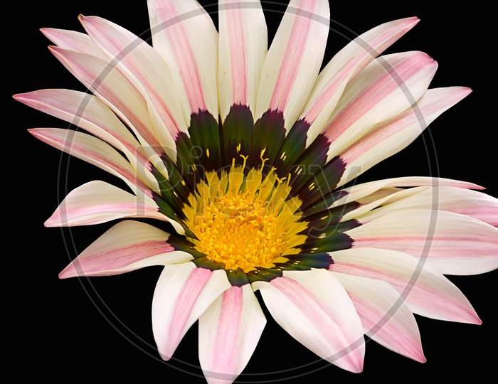 Stripped Color Gazania Flower With Yellow In The Middle Over Black Back Ground