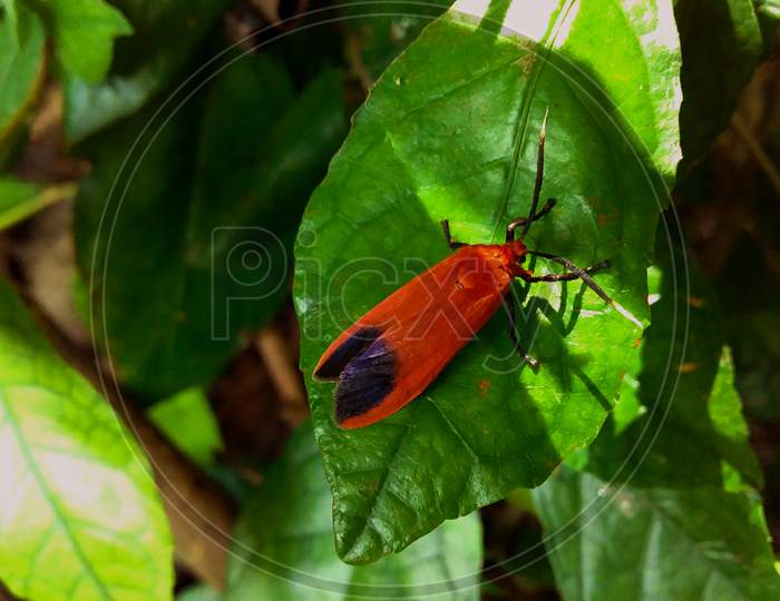red beetle on a leaf