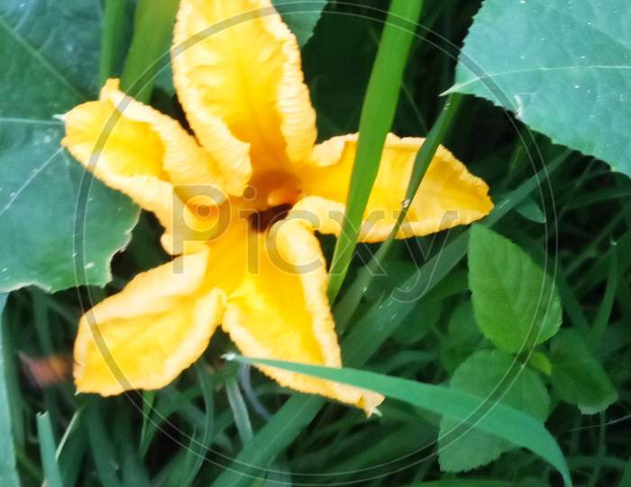Yellow iris flower, vegetable flower, Vegetable leaves