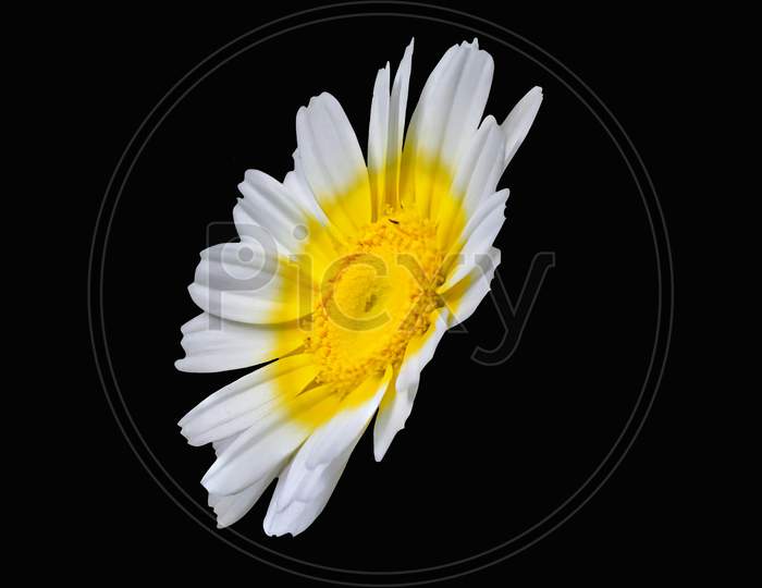 View Of Single Chamomile Flower With Yellow In The Middle Over Black Back Ground