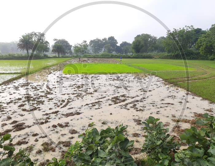 Paddy field  the rain season in India.