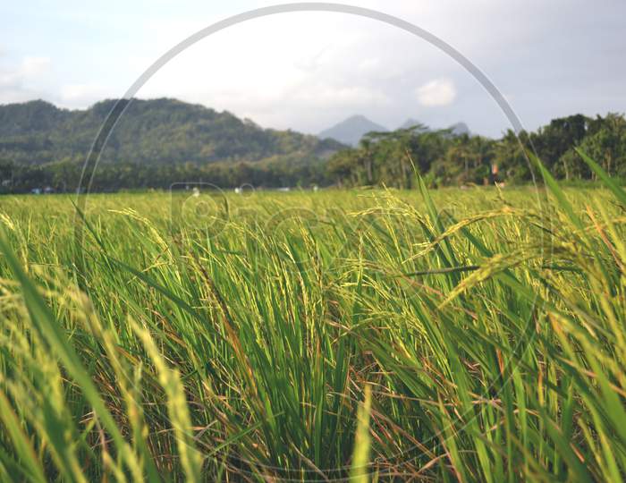 Yellowing Rice Plants Spread Wide In The Rice Fields