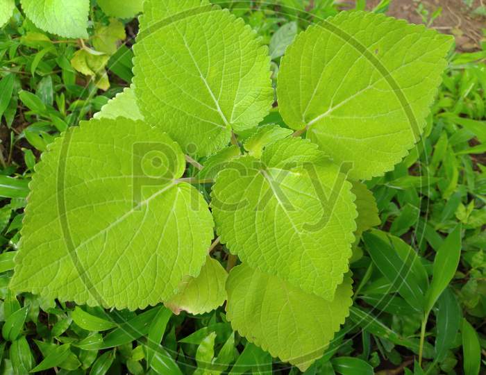 Potrait photography of green leafs